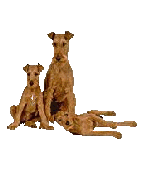 Click to join Irish Terrier Ring