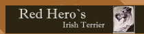 Mit einem KLICK kommen Sie zur Homepage der Irish Terrier "Red Hero's"