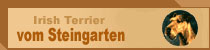 Homepage der "Irish Terrier vom Steingarten"