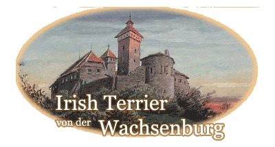 Irish Terrier von der Wachtenburg
